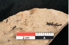 Foto (Detailansicht) von Sequoia couttsiae Heer (NHMW-GEO-2024-0188-8256)